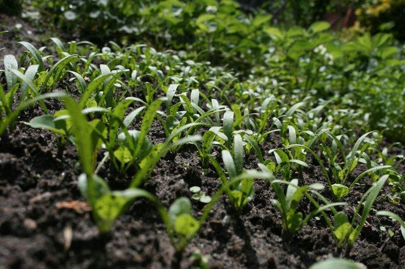 季節の花壇・植栽プランニング